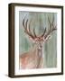 Roaming Buck II-Annie Warren-Framed Art Print