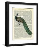 Roaming Peacock-Marion Mcconaghie-Framed Art Print