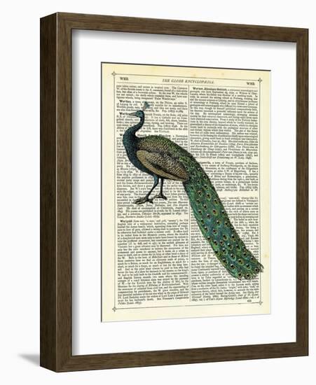 Roaming Peacock-Marion Mcconaghie-Framed Art Print