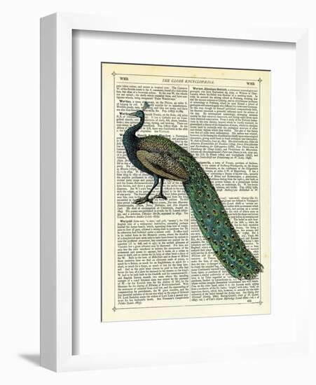 Roaming Peacock-Marion Mcconaghie-Framed Art Print