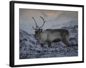 Roaming Reindeer-Andreas Stridsberg-Framed Giclee Print