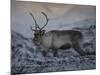 Roaming Reindeer-Andreas Stridsberg-Mounted Giclee Print