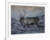 Roaming Reindeer-Andreas Stridsberg-Framed Giclee Print