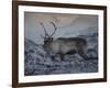 Roaming Reindeer-Andreas Stridsberg-Framed Giclee Print