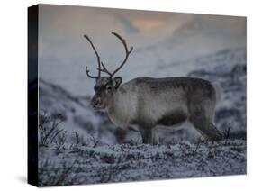 Roaming Reindeer-Andreas Stridsberg-Stretched Canvas