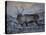 Roaming Reindeer-Andreas Stridsberg-Stretched Canvas