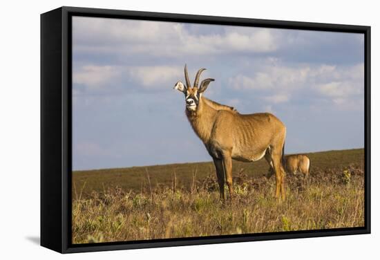 Roan Antelope (Hippotragus Equinus), Nyika National Park, Malawi, Africa-Michael Runkel-Framed Stretched Canvas