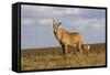 Roan Antelope (Hippotragus Equinus), Nyika National Park, Malawi, Africa-Michael Runkel-Framed Stretched Canvas