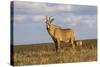 Roan Antelope (Hippotragus Equinus), Nyika National Park, Malawi, Africa-Michael Runkel-Stretched Canvas