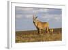 Roan Antelope (Hippotragus Equinus), Nyika National Park, Malawi, Africa-Michael Runkel-Framed Photographic Print