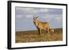 Roan Antelope (Hippotragus Equinus), Nyika National Park, Malawi, Africa-Michael Runkel-Framed Photographic Print