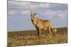 Roan Antelope (Hippotragus Equinus), Nyika National Park, Malawi, Africa-Michael Runkel-Mounted Photographic Print