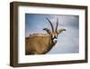 Roan Antelope (Hippotragus Equinus), Nyika National Park, Malawi, Africa-Michael Runkel-Framed Photographic Print