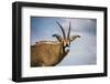 Roan Antelope (Hippotragus Equinus), Nyika National Park, Malawi, Africa-Michael Runkel-Framed Photographic Print