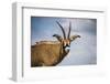 Roan Antelope (Hippotragus Equinus), Nyika National Park, Malawi, Africa-Michael Runkel-Framed Photographic Print