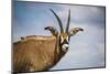 Roan Antelope (Hippotragus Equinus), Nyika National Park, Malawi, Africa-Michael Runkel-Mounted Photographic Print