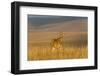 Roan Antelope (Hippotragus Equinus), Nyika National Park, Malawi, Africa-Michael Runkel-Framed Photographic Print