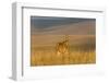 Roan Antelope (Hippotragus Equinus), Nyika National Park, Malawi, Africa-Michael Runkel-Framed Photographic Print