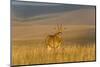 Roan Antelope (Hippotragus Equinus), Nyika National Park, Malawi, Africa-Michael Runkel-Mounted Photographic Print