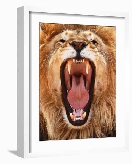 Roar; 2018-Eric Meyer-Framed Photographic Print