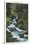 Roaring Fork Creek, The Great Smoky Mountains National Park-null-Stretched Canvas