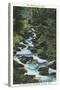 Roaring Fork Creek, The Great Smoky Mountains National Park-null-Stretched Canvas