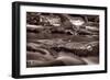 Roaring Fork Great Smokey Mountains BW-Steve Gadomski-Framed Photographic Print