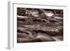 Roaring Fork Great Smokey Mountains BW-Steve Gadomski-Framed Photographic Print