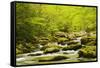 Roaring Fork in spring, Roaring Fork Motor Nature Trail, Great Smoky Mountains National Park, Tenne-Adam Jones-Framed Stretched Canvas