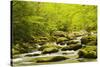 Roaring Fork in spring, Roaring Fork Motor Nature Trail, Great Smoky Mountains National Park, Tenne-Adam Jones-Stretched Canvas