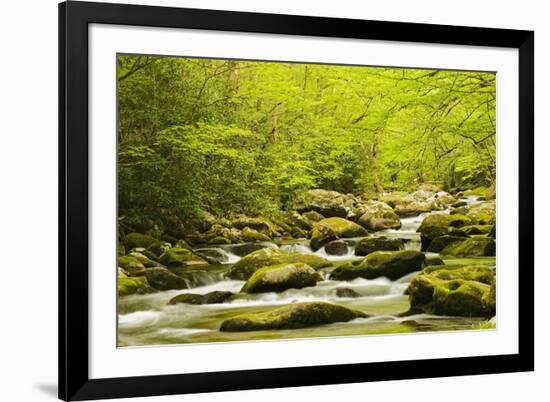 Roaring Fork in spring, Roaring Fork Motor Nature Trail, Great Smoky Mountains National Park, Tenne-Adam Jones-Framed Photographic Print