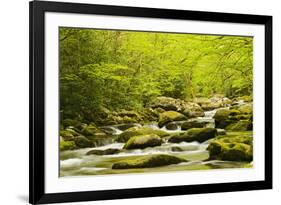 Roaring Fork in spring, Roaring Fork Motor Nature Trail, Great Smoky Mountains National Park, Tenne-Adam Jones-Framed Photographic Print