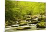 Roaring Fork in spring, Roaring Fork Motor Nature Trail, Great Smoky Mountains National Park, Tenne-Adam Jones-Mounted Photographic Print