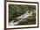 Roaring Fork river, Great Smoky Mountains National Park, Tennessee-Adam Jones-Framed Premium Photographic Print