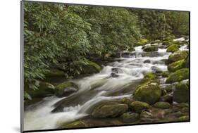 Roaring Fork river, Great Smoky Mountains National Park, Tennessee-Adam Jones-Mounted Photographic Print