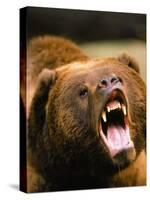 Roaring Grizzly Bear-Stuart Westmorland-Stretched Canvas