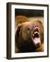 Roaring Grizzly Bear-Stuart Westmorland-Framed Photographic Print