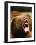 Roaring Grizzly Bear-Stuart Westmorland-Framed Photographic Print