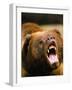 Roaring Grizzly Bear-Stuart Westmorland-Framed Photographic Print