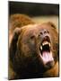 Roaring Grizzly Bear-Stuart Westmorland-Mounted Photographic Print