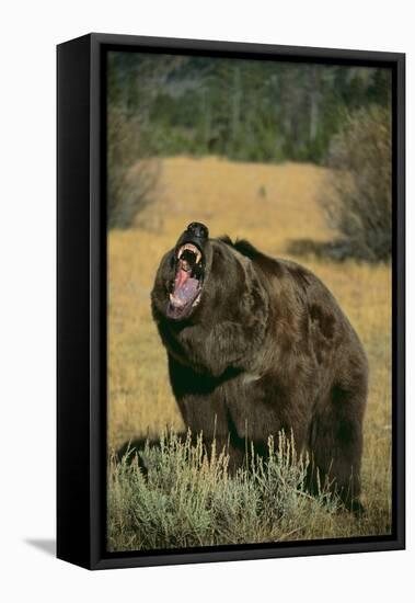 Roaring Grizzly Bear-DLILLC-Framed Stretched Canvas