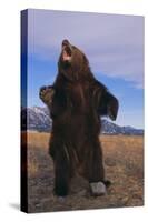 Roaring Grizzly Bear-DLILLC-Stretched Canvas