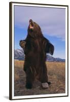 Roaring Grizzly Bear-DLILLC-Framed Premium Photographic Print