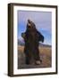 Roaring Grizzly Bear-DLILLC-Framed Photographic Print