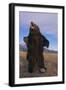 Roaring Grizzly Bear-DLILLC-Framed Photographic Print