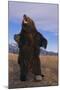 Roaring Grizzly Bear-DLILLC-Mounted Photographic Print