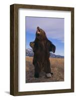 Roaring Grizzly Bear-DLILLC-Framed Photographic Print