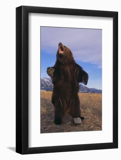 Roaring Grizzly Bear-DLILLC-Framed Photographic Print