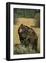 Roaring Grizzly Bear-DLILLC-Framed Photographic Print