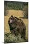 Roaring Grizzly Bear-DLILLC-Mounted Photographic Print
